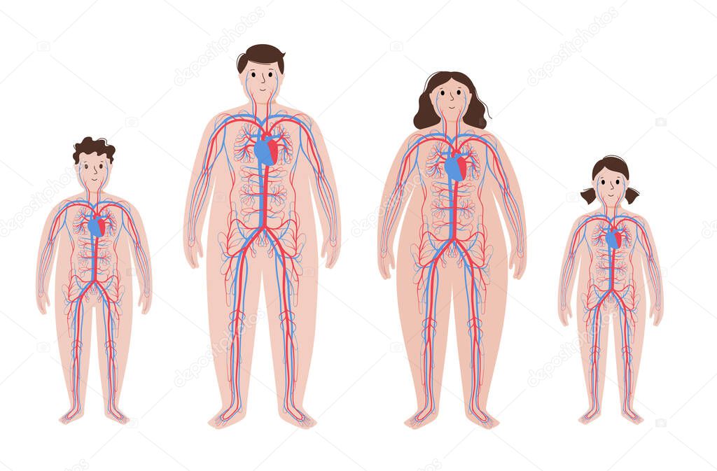 Human Arterial And Venous Circulatory System In Obese Male And Female Body Blood Vessels Diagram In Overweight Child And Adult Silhouettes Infographic For Anatomical Poster Flat Vector Illustration Premium Vector In
