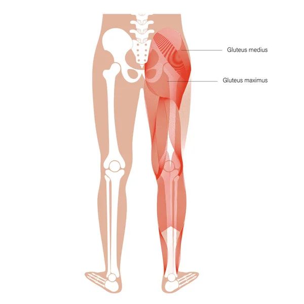 Estructura muscular posterior — Archivo Imágenes Vectoriales
