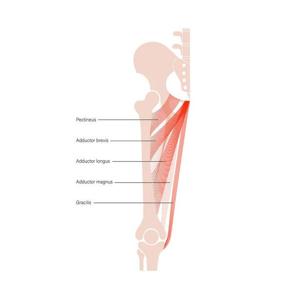 筋肉系の足 — ストックベクタ