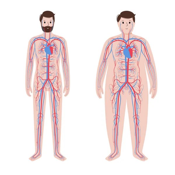 Σύστημα αίματος σε παχύσαρκο σώμα — Διανυσματικό Αρχείο