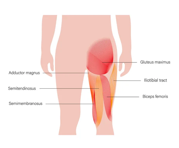 Estrutura muscular das costas —  Vetores de Stock