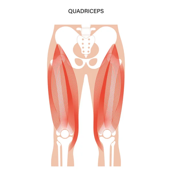 Sistema muscolare gambe — Vettoriale Stock