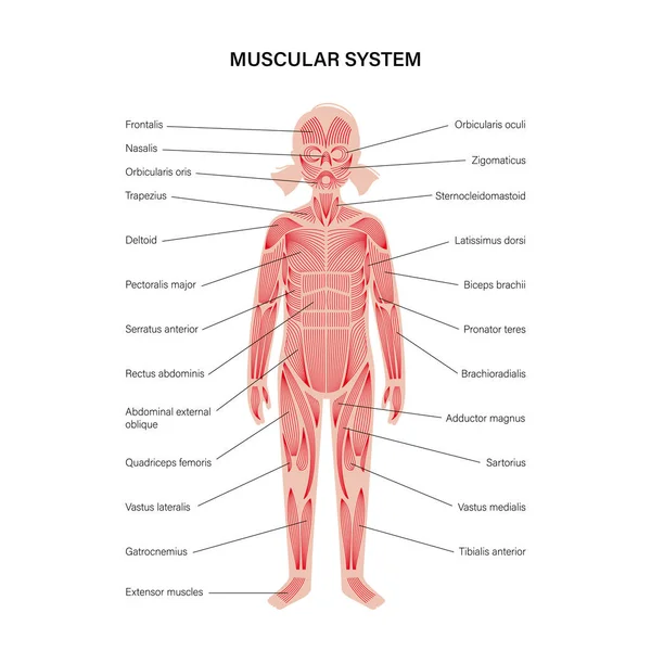 Sistema muscolare umano — Vettoriale Stock