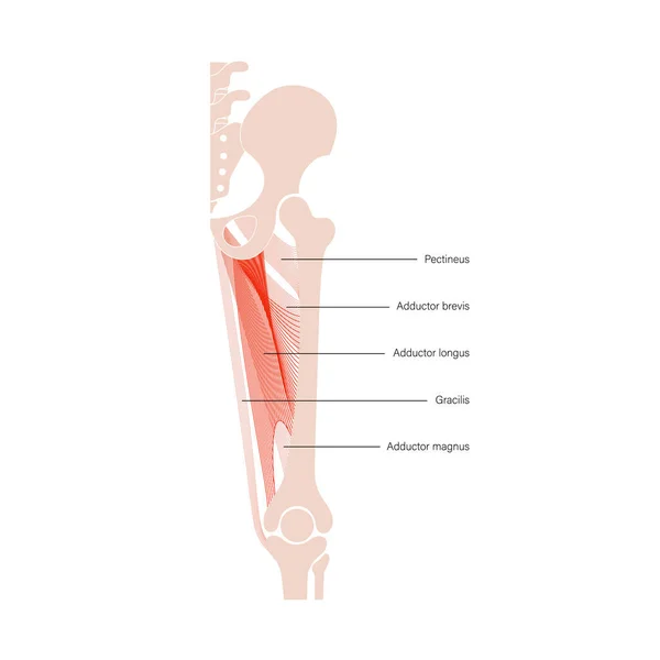 筋肉系の足 — ストックベクタ