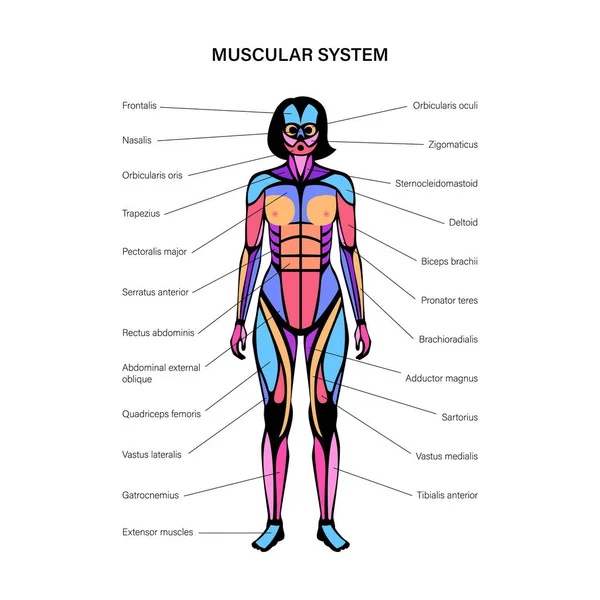 Sistema muscolare umano — Vettoriale Stock