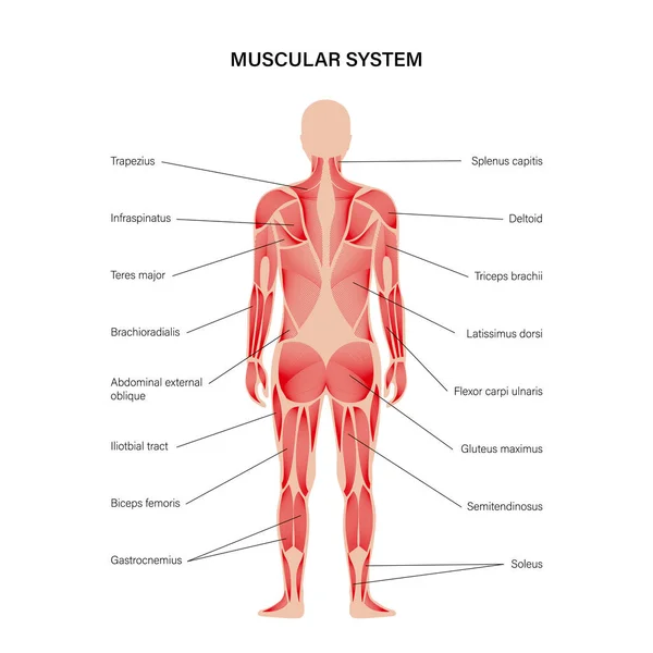 Menschliches Muskelsystem — Stockvektor