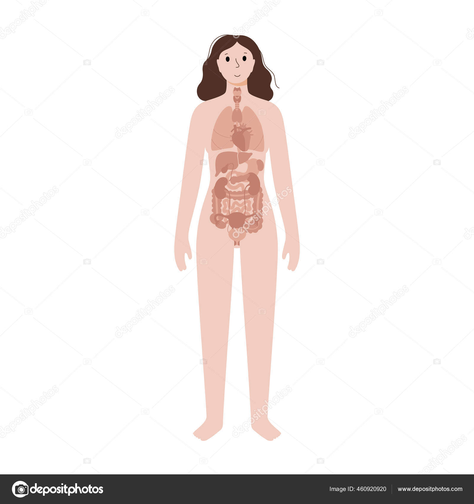 Internal Organs In Female Body Vector Image By C Pikovit Vector Stock 460920920