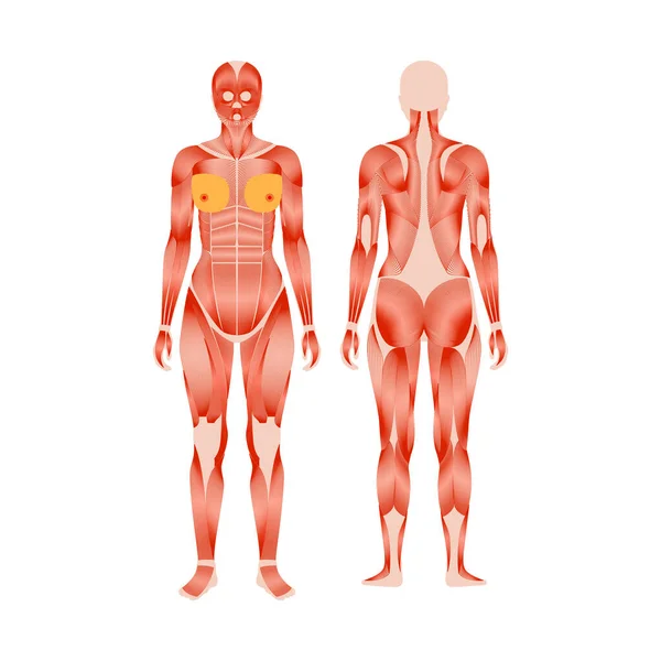 Sistema muscolare umano — Vettoriale Stock