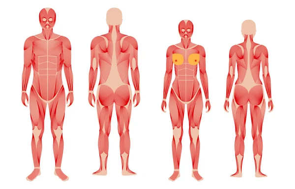 人类肌肉系统 — 图库矢量图片