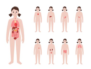 Kadın vücudunda iç organlar