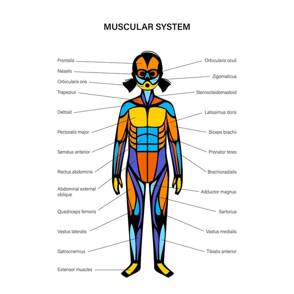 Sistema muscolare umano — Vettoriale Stock