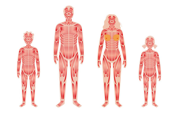 Мышечная система человека