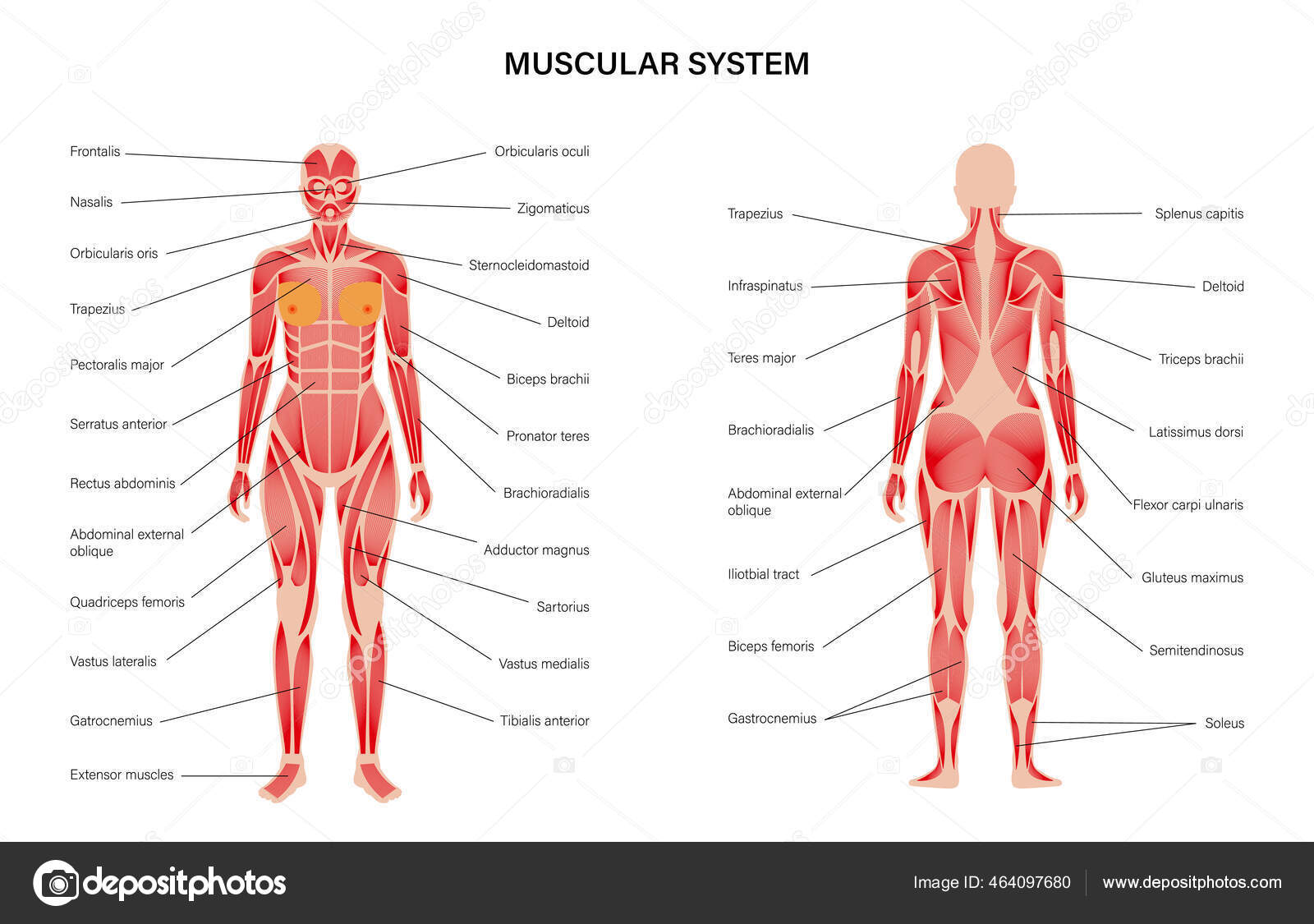 Human muscular system Stock Vector by ©Pikovit 464097680