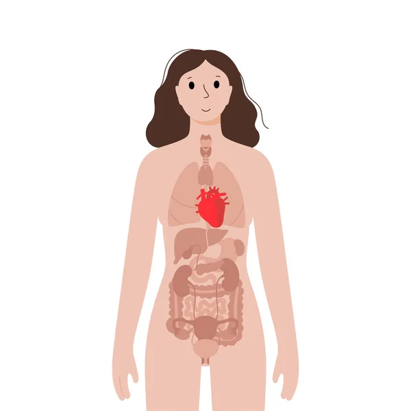 Vnitřní orgány v ženském těle — Stockový vektor