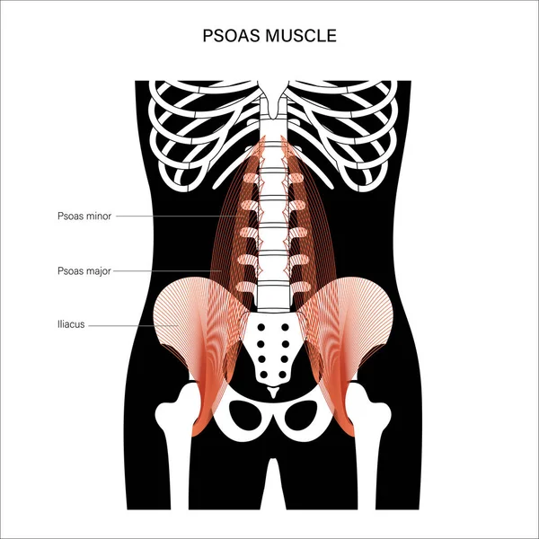 Conceito de pelve muscular — Vetor de Stock