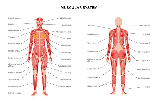 Sistema muscular humano — Archivo Imágenes Vectoriales