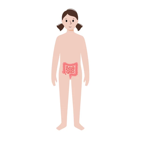 Vnitřní orgány v ženském těle — Stockový vektor