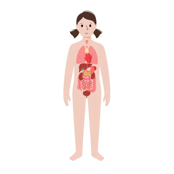 Órganos internos en el cuerpo femenino — Vector de stock