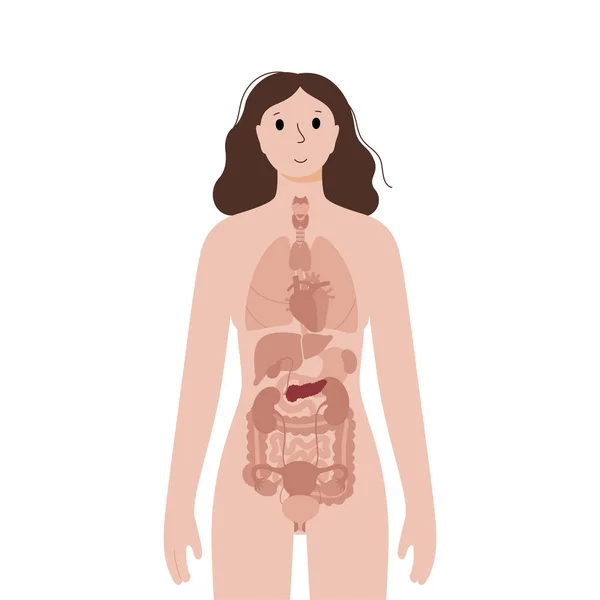Внутренние органы в женском теле — стоковый вектор