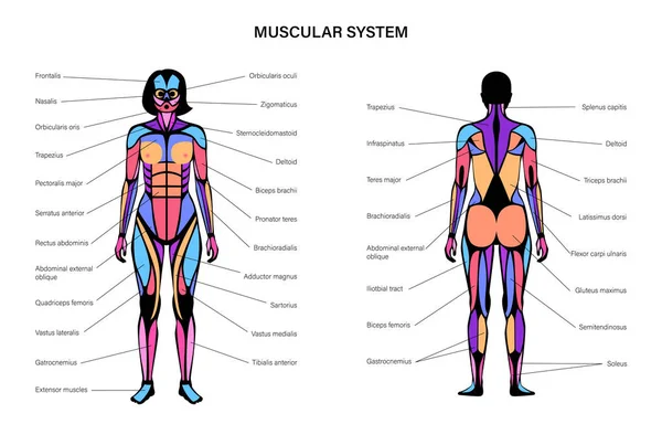 Sistema muscular humano — Vector de stock