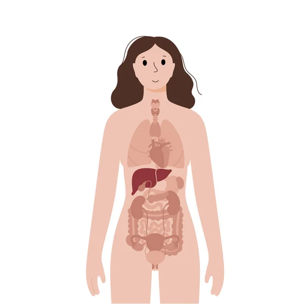 Inwendige organen in het vrouwelijke lichaam — Stockvector