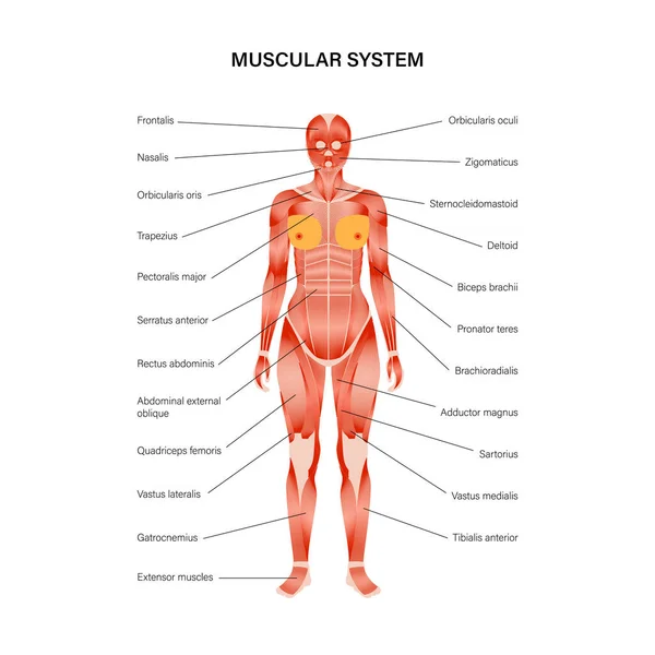 Sistema muscolare umano — Vettoriale Stock