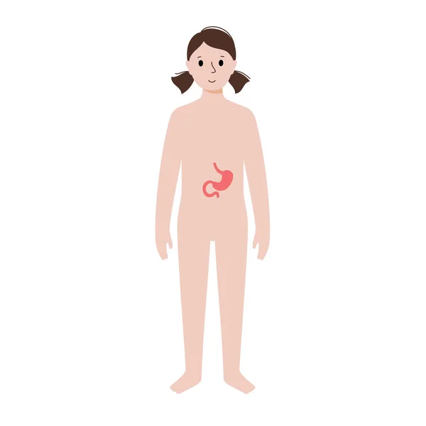 Órganos internos en el cuerpo femenino — Archivo Imágenes Vectoriales