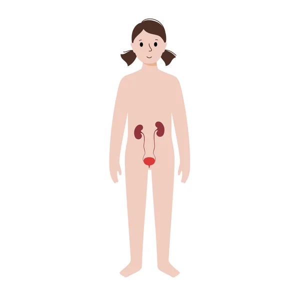 여성의 몸 내부 기관 — 스톡 벡터