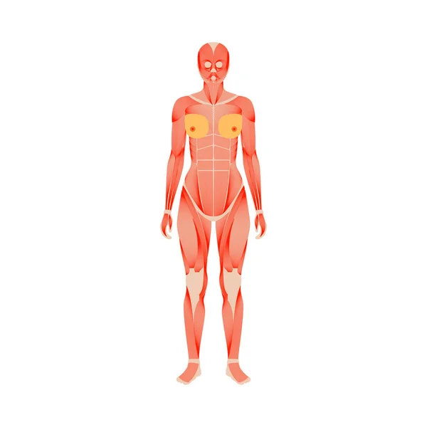 Sistema muscular humano — Archivo Imágenes Vectoriales