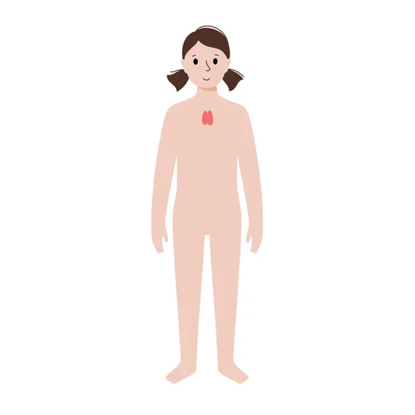 Internal organs in female body — Stock Vector