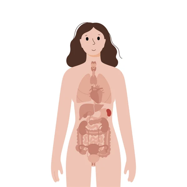 女性の体内器官 — ストックベクタ
