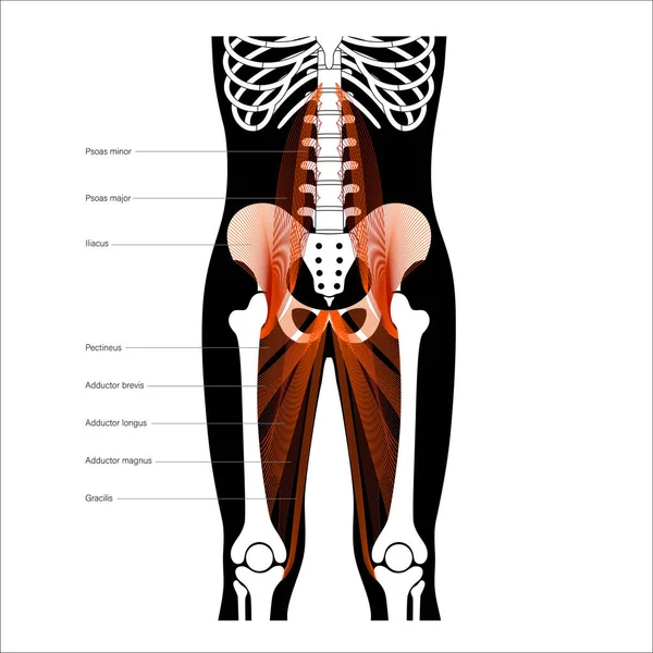 Concept de bassin musculaire — Image vectorielle