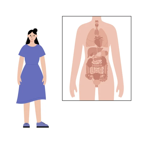 Órganos internos en el cuerpo femenino — Vector de stock