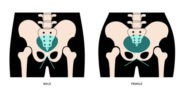 Radiografia del bacino muscolare — Vettoriale Stock