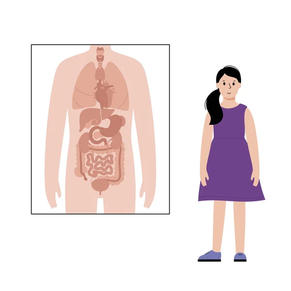 Внутренние органы в женском теле — стоковый вектор
