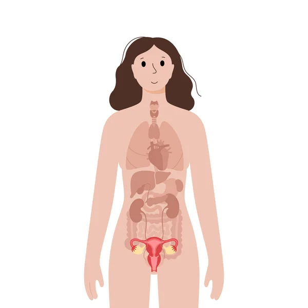 Inwendige organen in het vrouwelijke lichaam — Stockvector