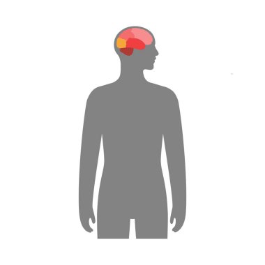 İnsan beyni kavramı