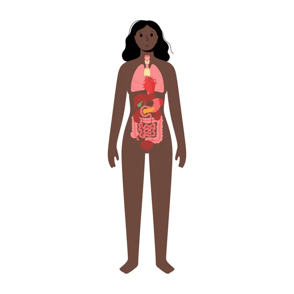Innere Organe im weiblichen Körper — Stockvektor