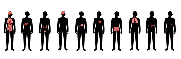 Внутрішні органи людини — стоковий вектор