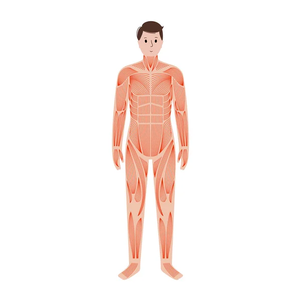 Lidský svalový systém — Stockový vektor