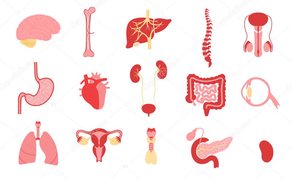 Human internal organs