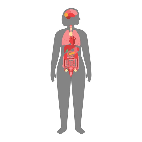 Órganos internos humanos — Vector de stock