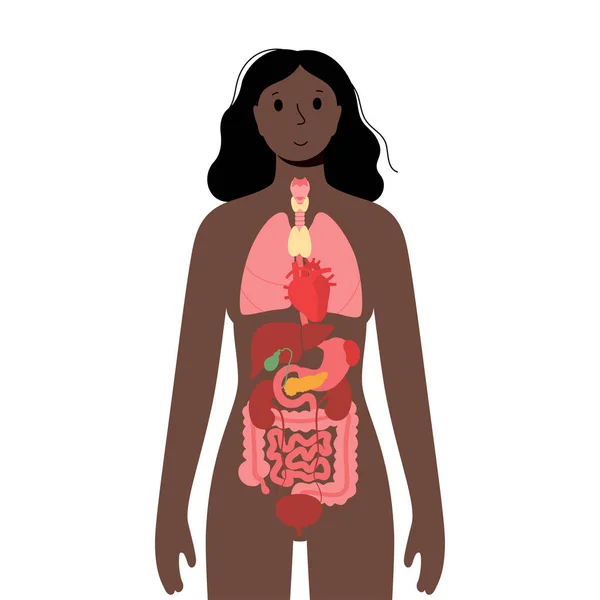 Internal organs in female body — Stock Vector