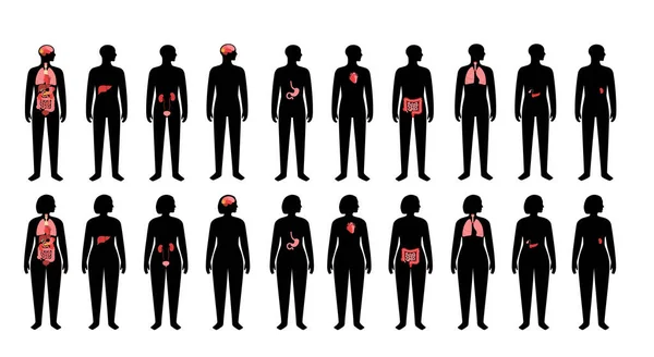 Órganos internos humanos — Vector de stock