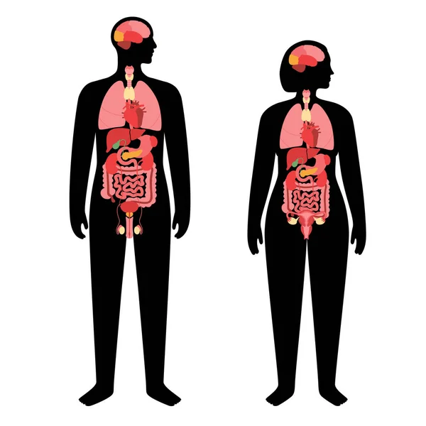 Εσωτερικά ανθρώπινα όργανα — Διανυσματικό Αρχείο