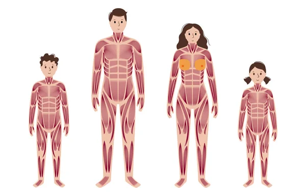 Sistema muscular humano —  Vetores de Stock