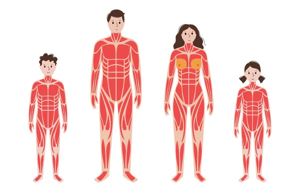 Sistema muscular humano — Archivo Imágenes Vectoriales