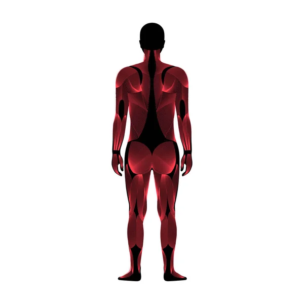 Sistema muscular humano — Vetor de Stock