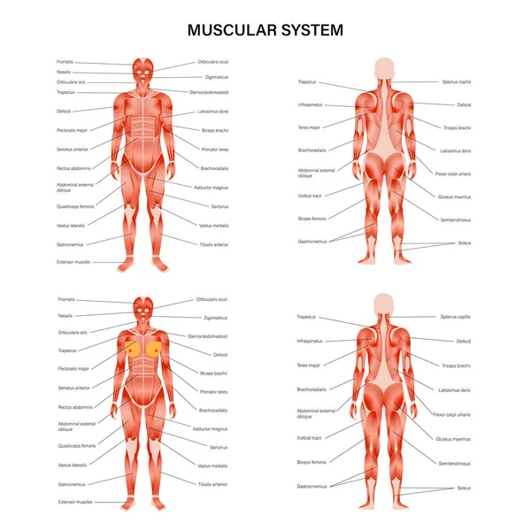 Sistema muscular humano — Archivo Imágenes Vectoriales