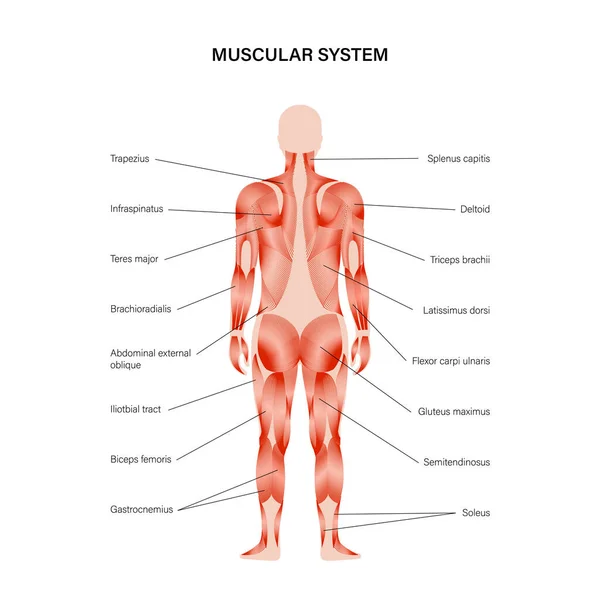 Human muscular system — Stock Vector